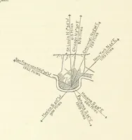 An illustration from The Creoles of Louisiana. [With illustrations (1885)