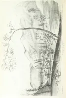 An illustration from California illustrated: including a description of the Panama and Nicaragua routes. By a returned Californian. [With plates (1852)