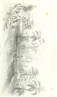 An illustration from California illustrated: including a description of the Panama and Nicaragua routes. By a returned Californian. [With plates (1852)