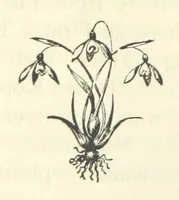 An illustration from Rambles in South Africa, etc (1891)