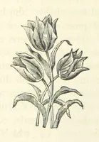 An illustration from Rambles in South Africa, etc (1891)