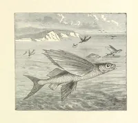 An illustration from Rambles in South Africa, etc (1891)