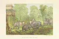 Picture 7 of 33 from The Duke of Edinburgh in Ceylon. A book of elephant and elk sport ... Illustrated with chromo-lithographs, etc (1871), leaf 53