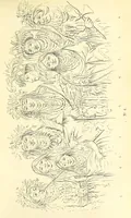 An illustration from Catlin's Notes of Eight Years' Travels and Residence in Europe, with the North American Indian Collection. With anecdotes and incidents of the travels and adventures of three different parties of American Indians, whom he introduced to the Courts of England, France and Belgium (1848)