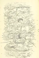 An illustration from Catlin's Notes of Eight Years' Travels and Residence in Europe, with the North American Indian Collection. With anecdotes and incidents of the travels and adventures of three different parties of American Indians, whom he introduced to the Courts of England, France and Belgium (1848)