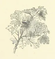 An illustration from More Precious than Gold (1889)