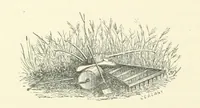 Picture 30 of 44 from More Precious than Gold (1889), leaf 186