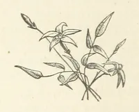 An illustration from The Man of Many Daughters ... [A novel.] Edited by le Chevalier de Chatelain (1880)
