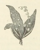 An illustration from The Man of Many Daughters ... [A novel.] Edited by le Chevalier de Chatelain (1880)