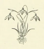 An illustration from Bertha. [A novel (1886)