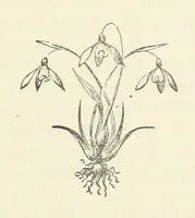 An illustration from Bertha. [A novel (1886)