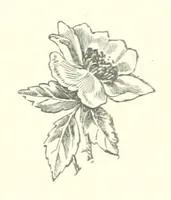 An illustration from Julian Cloughton, or, Lad-life in Norfolk (1880)