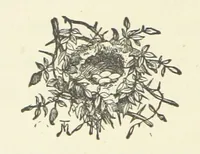 An illustration from From the Plough to the Pulpit, viâ Cambridge. [A novel (1874)