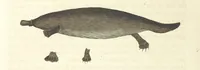 An illustration from An Account of the English Colony in New South Wales ... To which are added, some particulars of New Zealand; compiled ... from the MSS. of Lieutenant-Governor King ... Illustrated by engravings (1804)