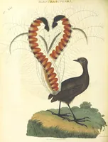 Picture 23 of 35 from An Account of the English Colony in New South Wales ... To which are added, some particulars of New Zealand; compiled ... from the MSS. of Lieutenant-Governor King ... Illustrated by engravings (1804), leaf 512
