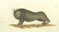 An illustration from An Account of the English Colony in New South Wales ... To which are added, some particulars of New Zealand; compiled ... from the MSS. of Lieutenant-Governor King ... Illustrated by engravings (1804)