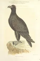 An illustration from An Account of the English Colony in New South Wales ... To which are added, some particulars of New Zealand; compiled ... from the MSS. of Lieutenant-Governor King ... Illustrated by engravings (1804)