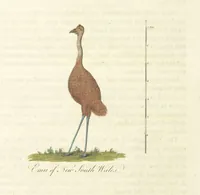 An illustration from An Account of the English Colony in New South Wales ... To which are added, some particulars of New Zealand; compiled ... from the MSS. of Lieutenant-Governor King ... Illustrated by engravings (1804)