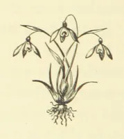 An illustration from Poor Miss Finch. A novel (1872)