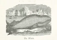 An illustration from Four Years in a Government Exploring Expedition; to the Island of Madeira-Cape Verd Islands-Brazil-Coast of Patagonia-Chili-Peru, etc (1852)