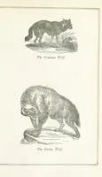 An illustration from Four Years in a Government Exploring Expedition; to the Island of Madeira-Cape Verd Islands-Brazil-Coast of Patagonia-Chili-Peru, etc (1852)