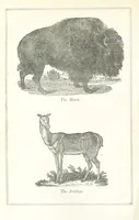 An illustration from Four Years in a Government Exploring Expedition; to the Island of Madeira-Cape Verd Islands-Brazil-Coast of Patagonia-Chili-Peru, etc (1852)