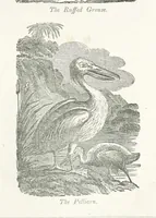 An illustration from Four Years in a Government Exploring Expedition; to the Island of Madeira-Cape Verd Islands-Brazil-Coast of Patagonia-Chili-Peru, etc (1852)