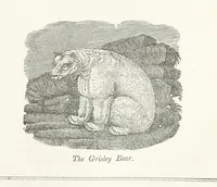 An illustration from Four Years in a Government Exploring Expedition; to the Island of Madeira-Cape Verd Islands-Brazil-Coast of Patagonia-Chili-Peru, etc (1852)