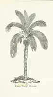 An illustration from Four Years in a Government Exploring Expedition; to the Island of Madeira-Cape Verd Islands-Brazil-Coast of Patagonia-Chili-Peru, etc (1852)