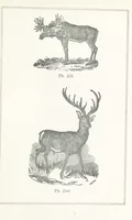 An illustration from Four Years in a Government Exploring Expedition; to the Island of Madeira-Cape Verd Islands-Brazil-Coast of Patagonia-Chili-Peru, etc (1852)