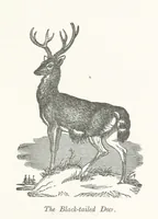 An illustration from Four Years in a Government Exploring Expedition; to the Island of Madeira-Cape Verd Islands-Brazil-Coast of Patagonia-Chili-Peru, etc (1852)