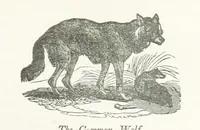 An illustration from Four Years in a Government Exploring Expedition; to the Island of Madeira-Cape Verd Islands-Brazil-Coast of Patagonia-Chili-Peru, etc (1852)