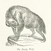 An illustration from Four Years in a Government Exploring Expedition; to the Island of Madeira-Cape Verd Islands-Brazil-Coast of Patagonia-Chili-Peru, etc (1852)