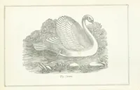 An illustration from Four Years in a Government Exploring Expedition; to the Island of Madeira-Cape Verd Islands-Brazil-Coast of Patagonia-Chili-Peru, etc (1852)