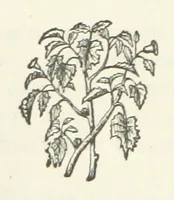 An illustration from In Scorn of Consequence; or, My brother's keeper (1886)
