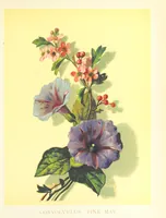 An illustration from Poets in the Garden. [With plates (1886)