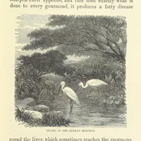 Picture 11 of 78 from Across the Channel; or, Picture-stories of foreign lands. [With illustrations (1888), leaf 33