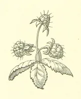 An illustration from Nebraska, its advantages, resources, and drawbacks. Illustrated (1875)