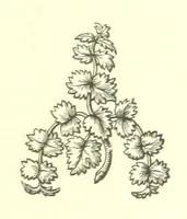 An illustration from Nebraska, its advantages, resources, and drawbacks. Illustrated (1875)