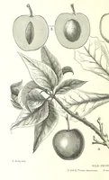 An illustration from Nebraska, its advantages, resources, and drawbacks. Illustrated (1875)