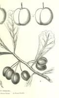 An illustration from Nebraska, its advantages, resources, and drawbacks. Illustrated (1875)