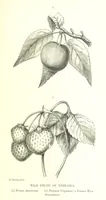An illustration from Nebraska, its advantages, resources, and drawbacks. Illustrated (1875)