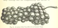 An illustration from Nebraska, its advantages, resources, and drawbacks. Illustrated (1875)
