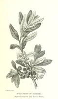 An illustration from Nebraska, its advantages, resources, and drawbacks. Illustrated (1875)