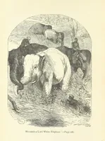 Picture 1 of 7 from The White Elephant; or, the Hunters of Ava and the King of the Golden Foot ... With illustrations by Harrison Weir (1888), leaf 6