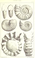 An illustration from A Supplement to the Geology of Weymouth and the Isle of Portland ... New and enlarged edition. Consisting of twenty lithographic plates of fossils (1888)