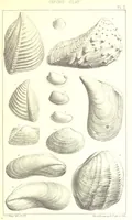An illustration from A Supplement to the Geology of Weymouth and the Isle of Portland ... New and enlarged edition. Consisting of twenty lithographic plates of fossils (1888)