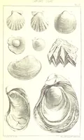 An illustration from A Supplement to the Geology of Weymouth and the Isle of Portland ... New and enlarged edition. Consisting of twenty lithographic plates of fossils (1888)