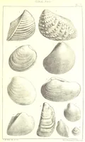 An illustration from A Supplement to the Geology of Weymouth and the Isle of Portland ... New and enlarged edition. Consisting of twenty lithographic plates of fossils (1888)