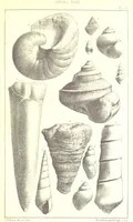 An illustration from A Supplement to the Geology of Weymouth and the Isle of Portland ... New and enlarged edition. Consisting of twenty lithographic plates of fossils (1888)